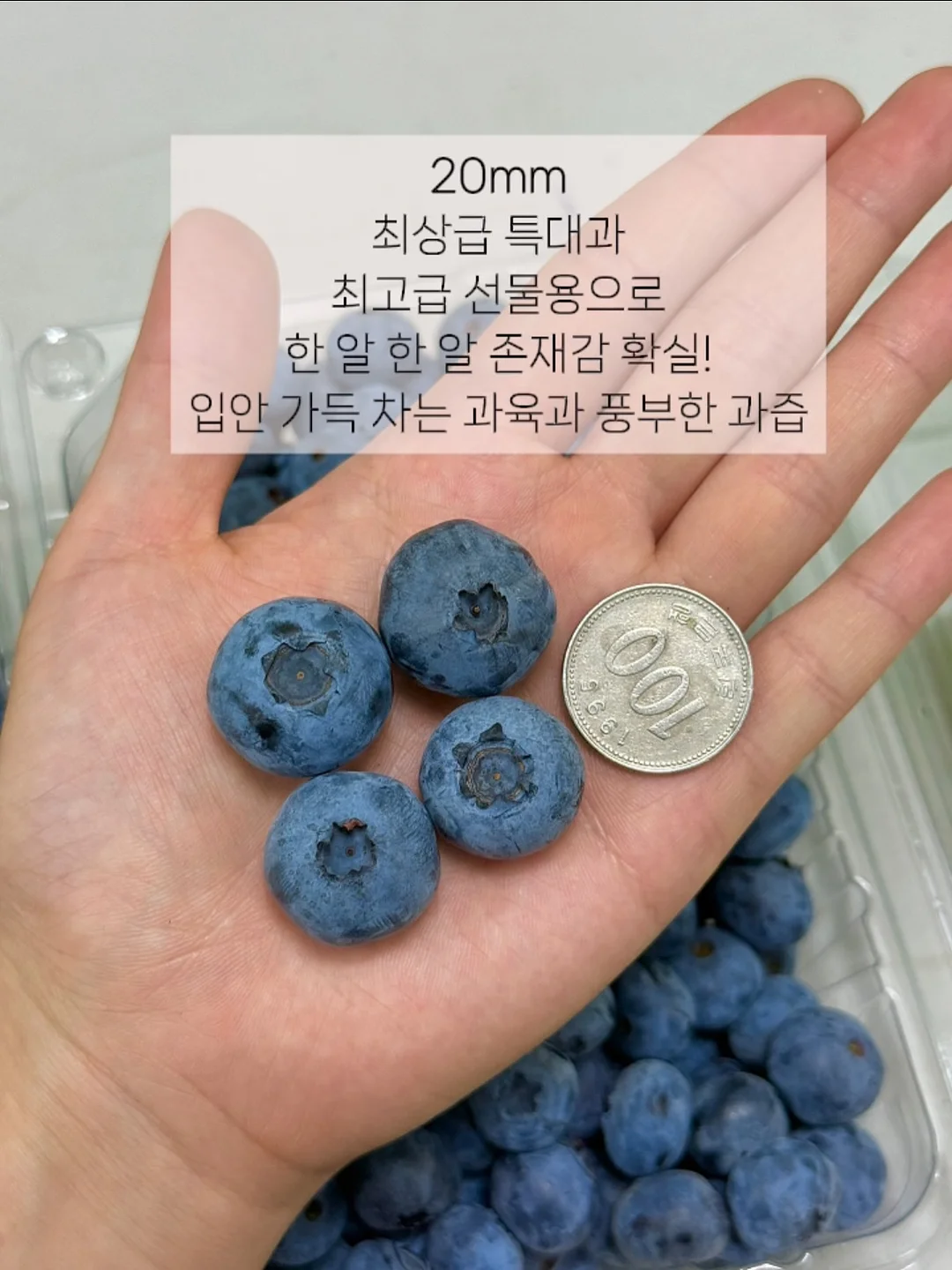 솔트크림 5