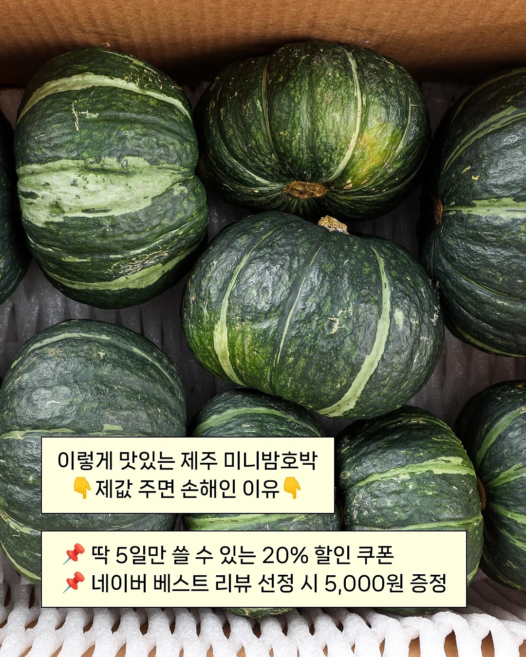 바이탈플랜트 자동회전 롤팬 4