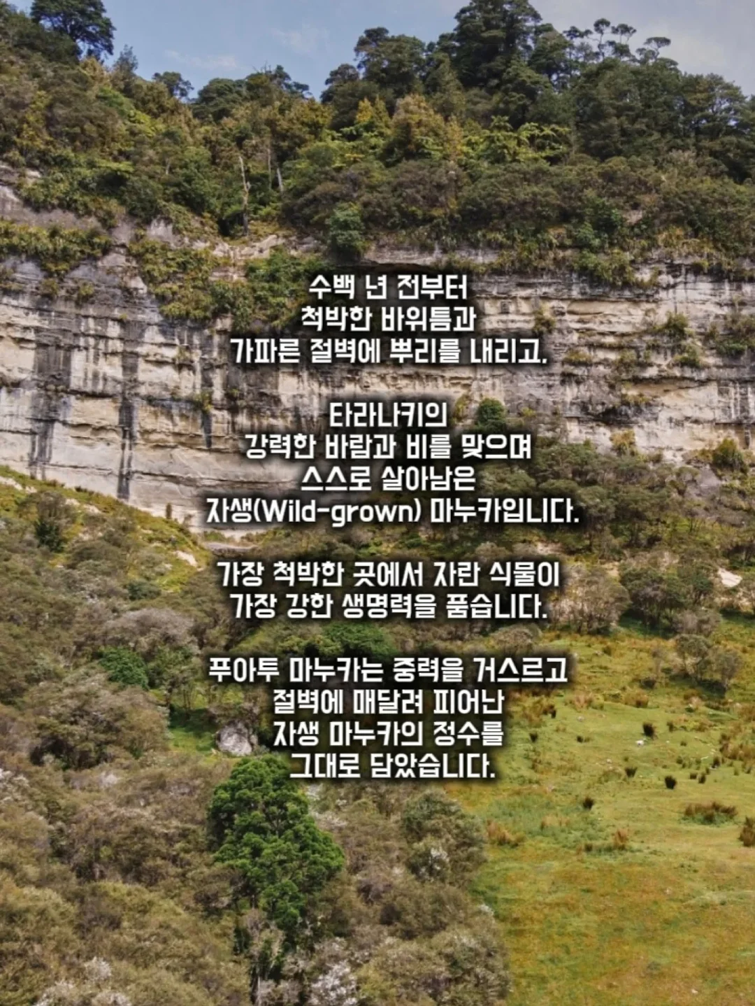 감자 보관 박스 4