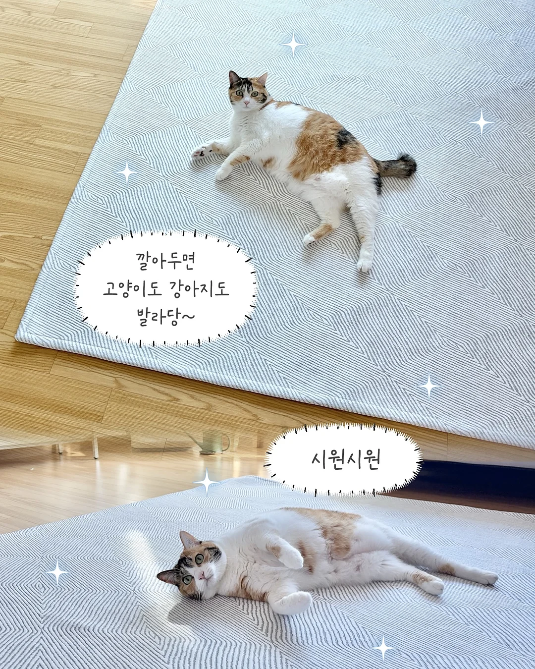 신상 제품 2