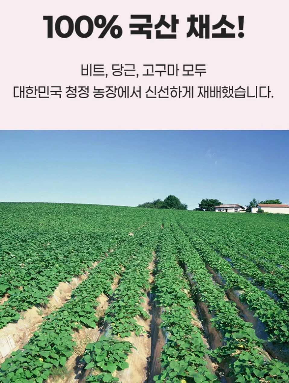 하네스 15