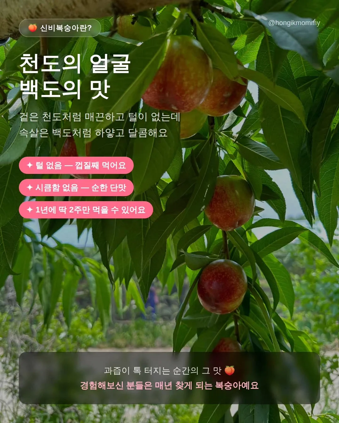 시스루 셔츠 10