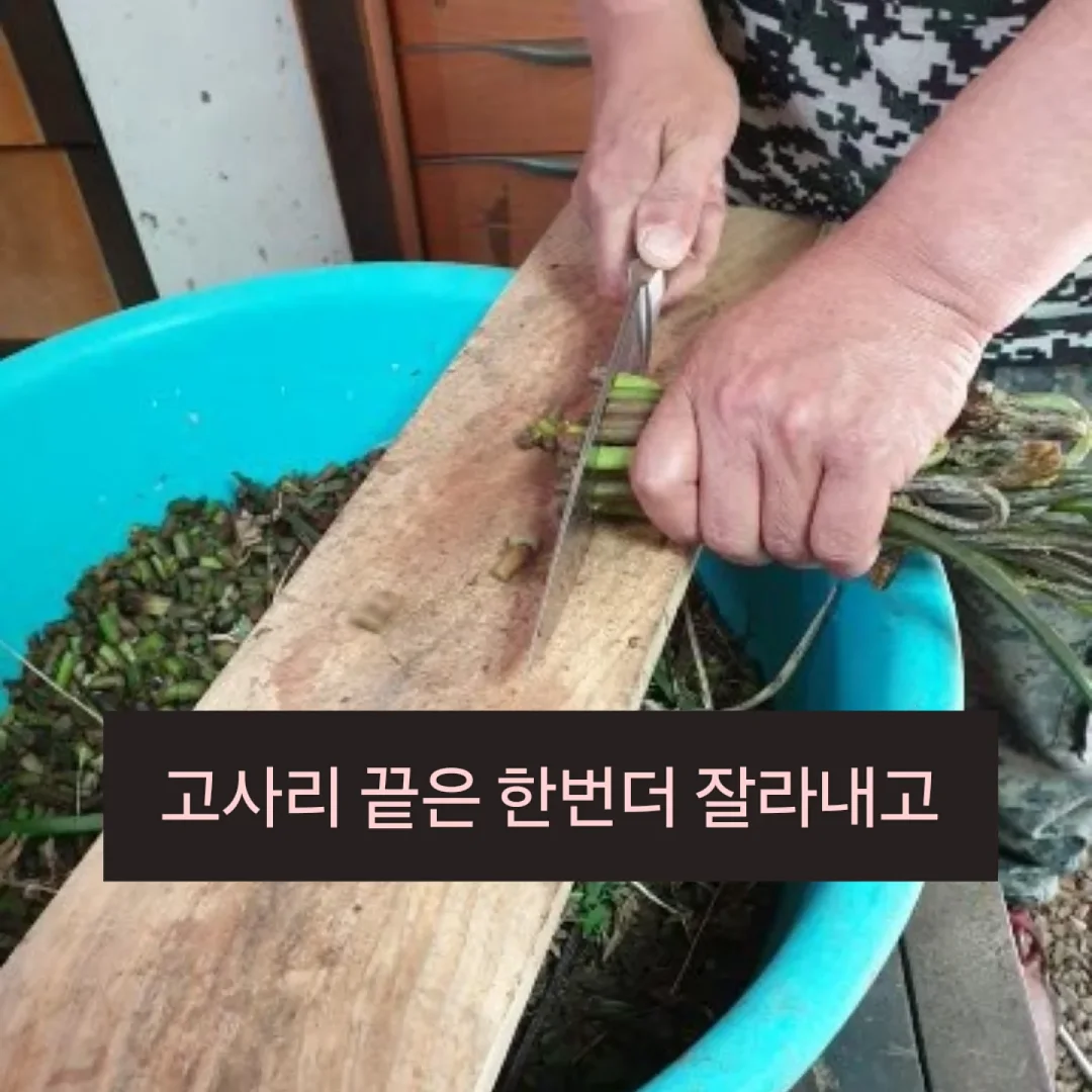 로즈가디건 3