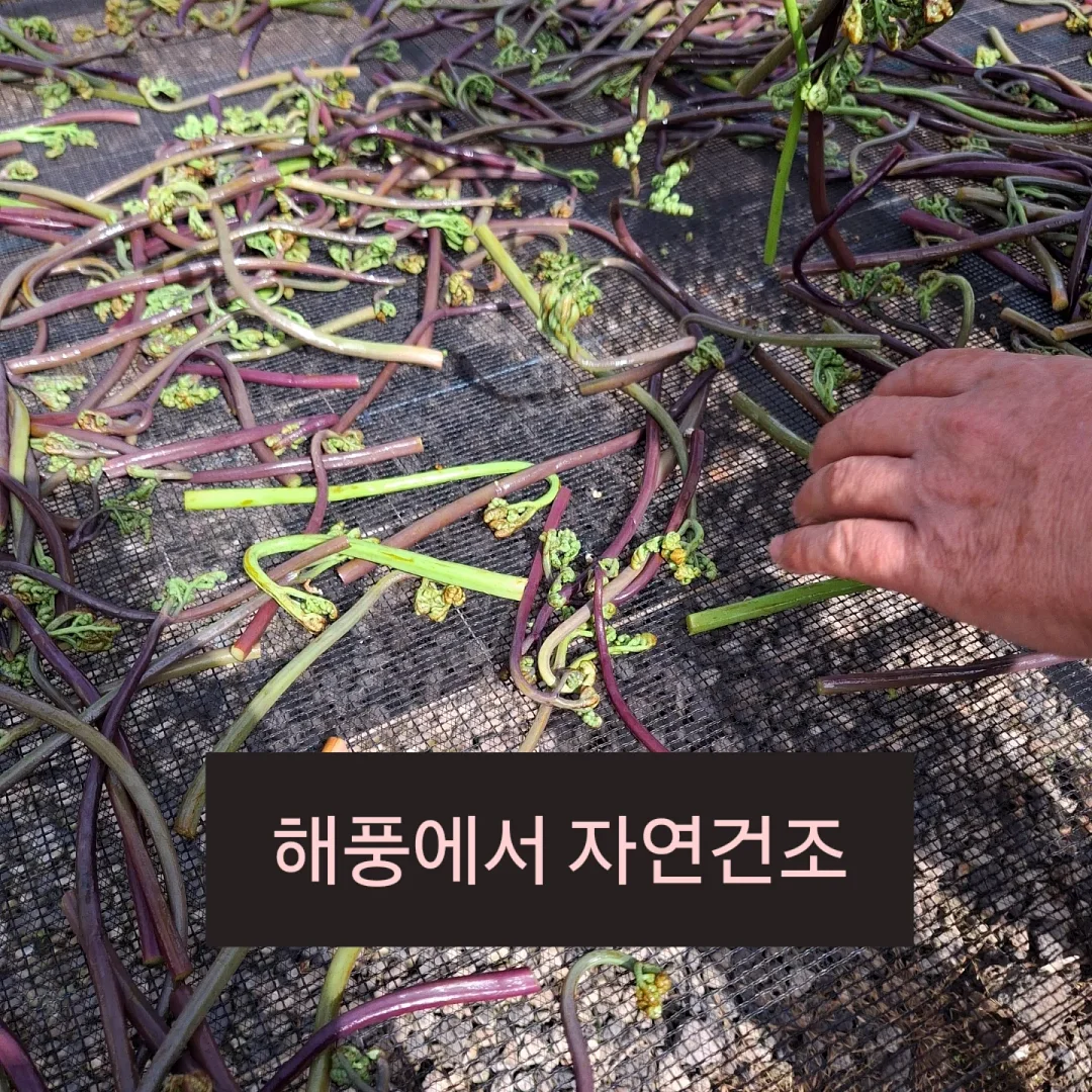 로즈가디건 4