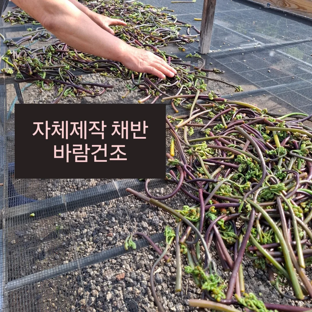 로즈가디건 5