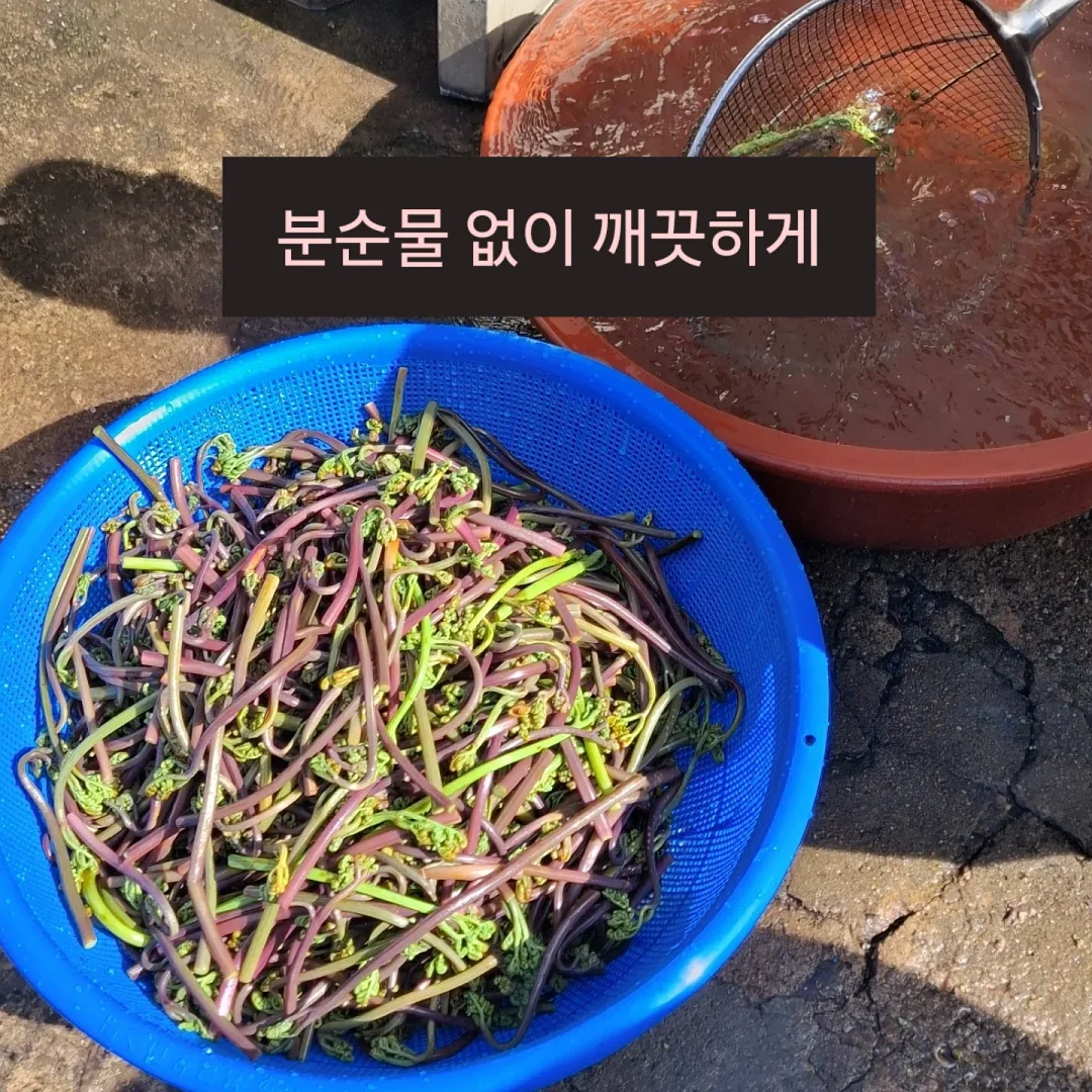 로즈가디건 6