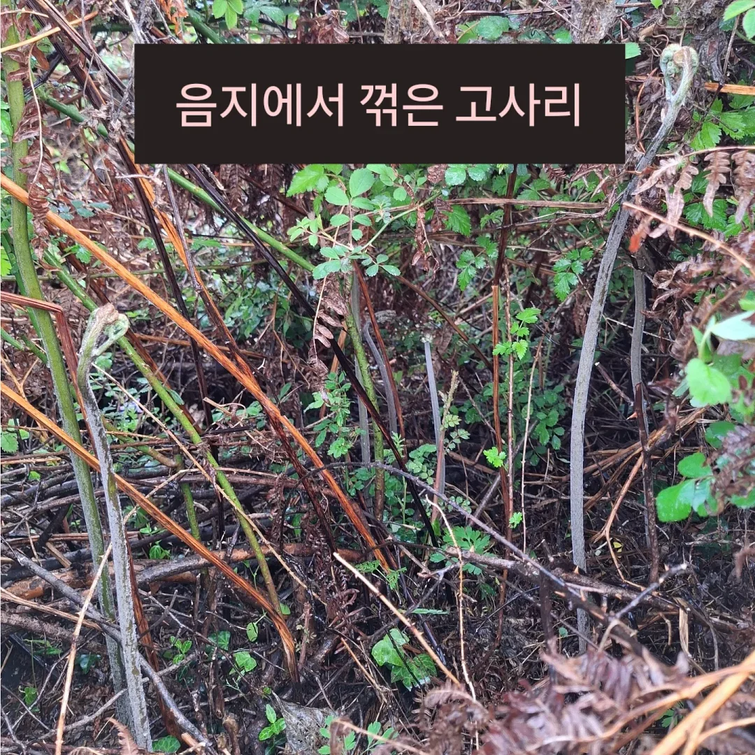 로즈가디건 7