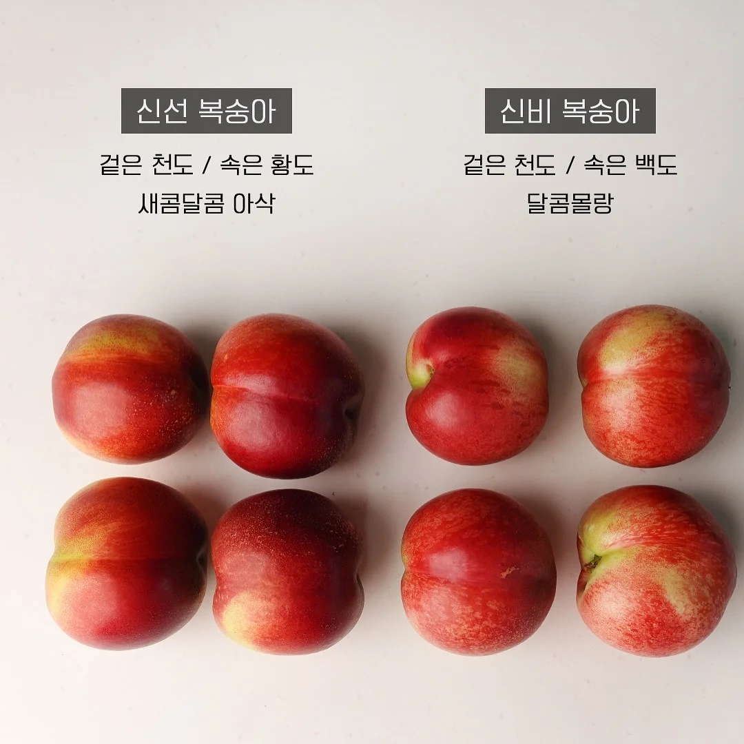 진주 목걸이 3