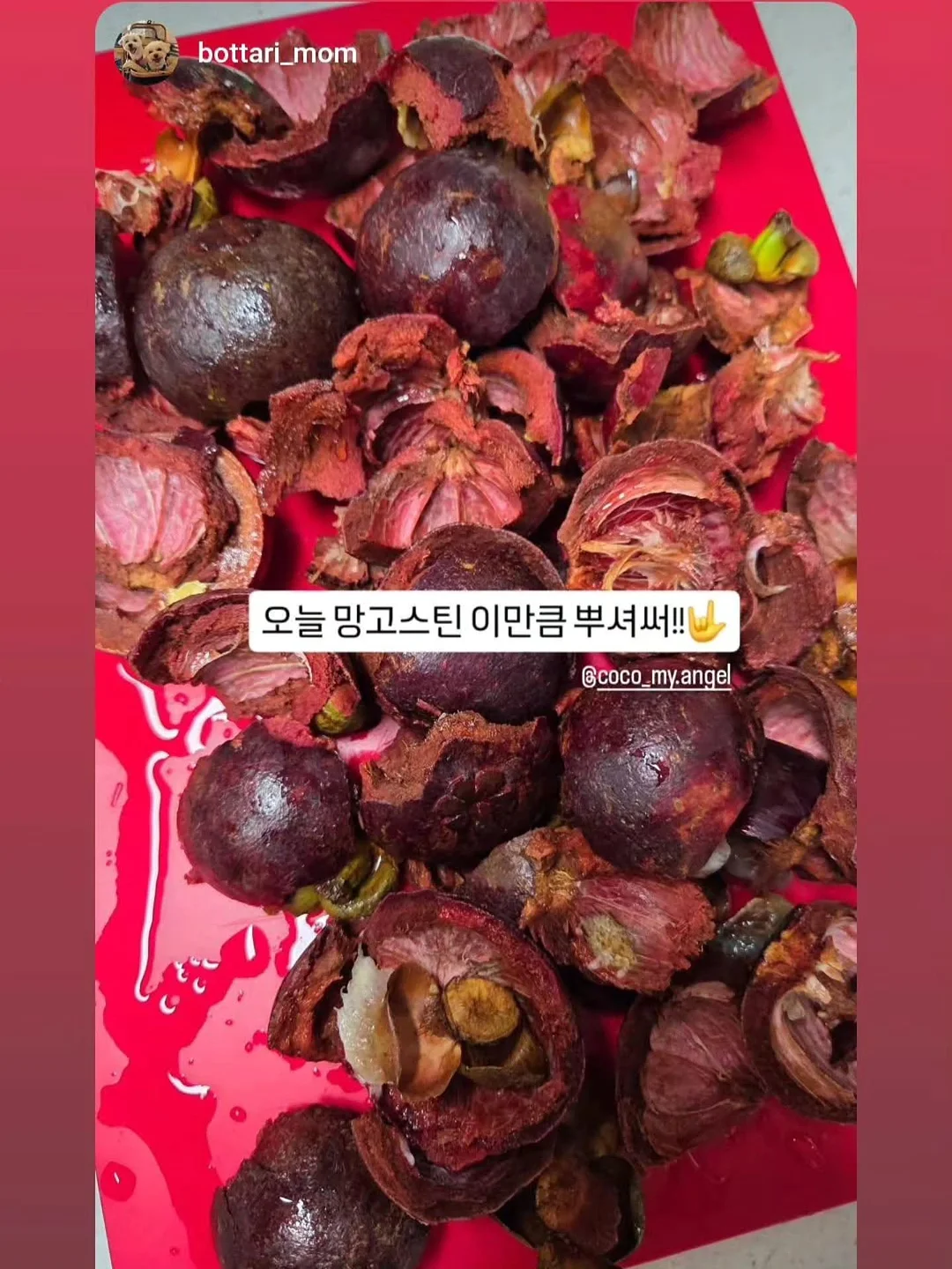 강아지 전용 투명 우산 리드줄 1