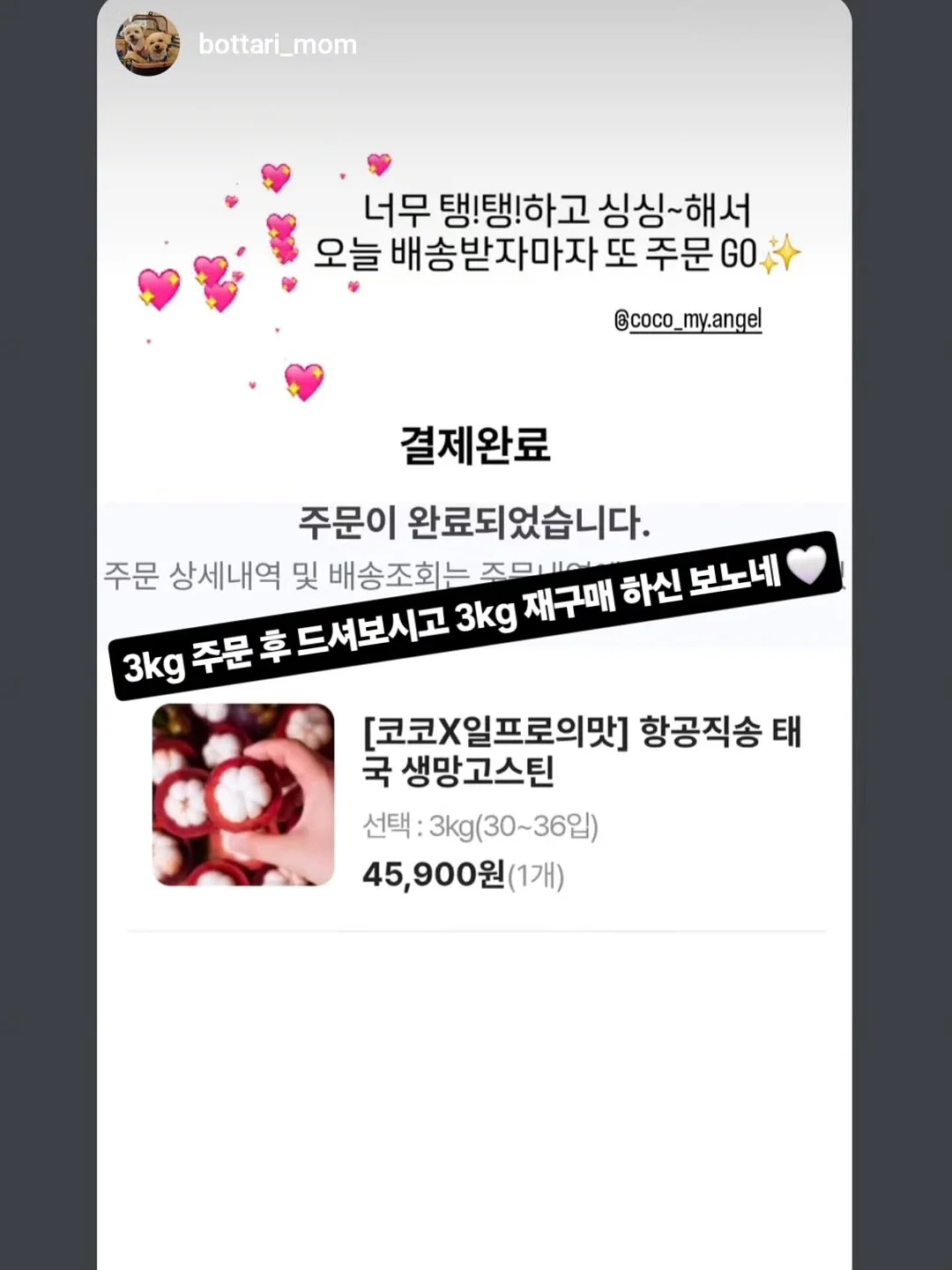 강아지 전용 투명 우산 리드줄 4