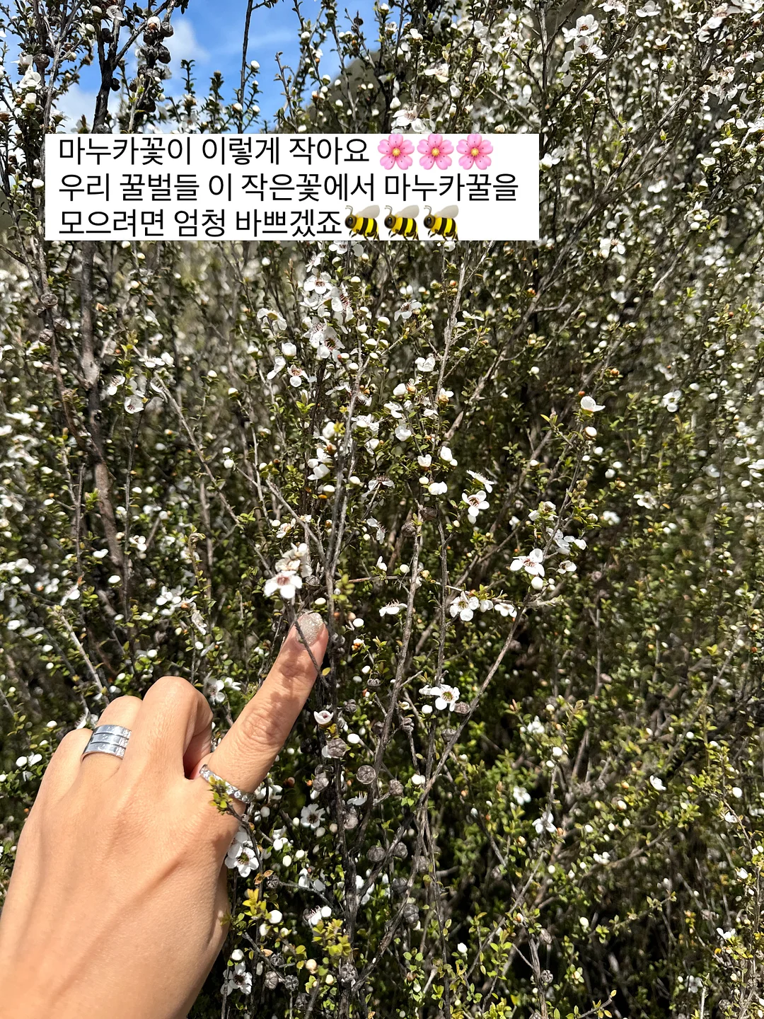 알터에고 노워시 트리트먼트 4
