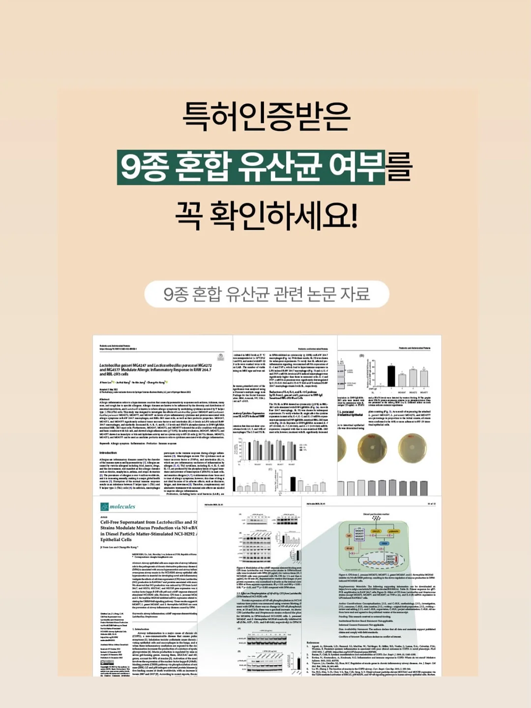 아마데우스 MAX 스페이스 텐트 6