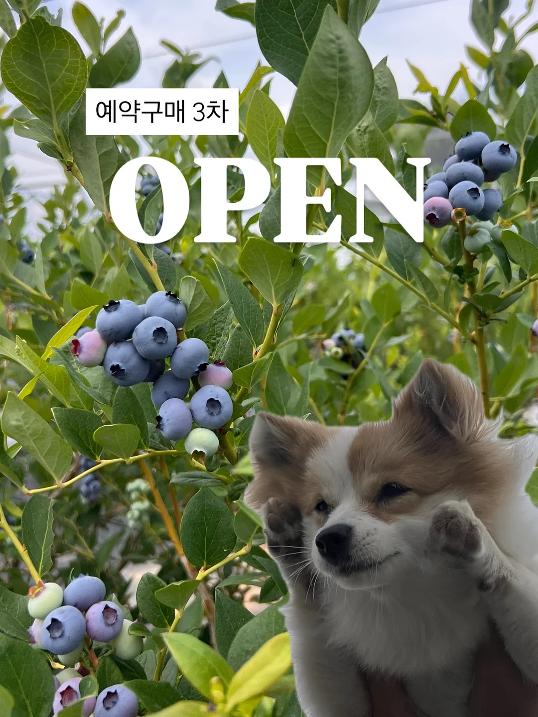 파스텔 첫생일 세트 토끼포인트