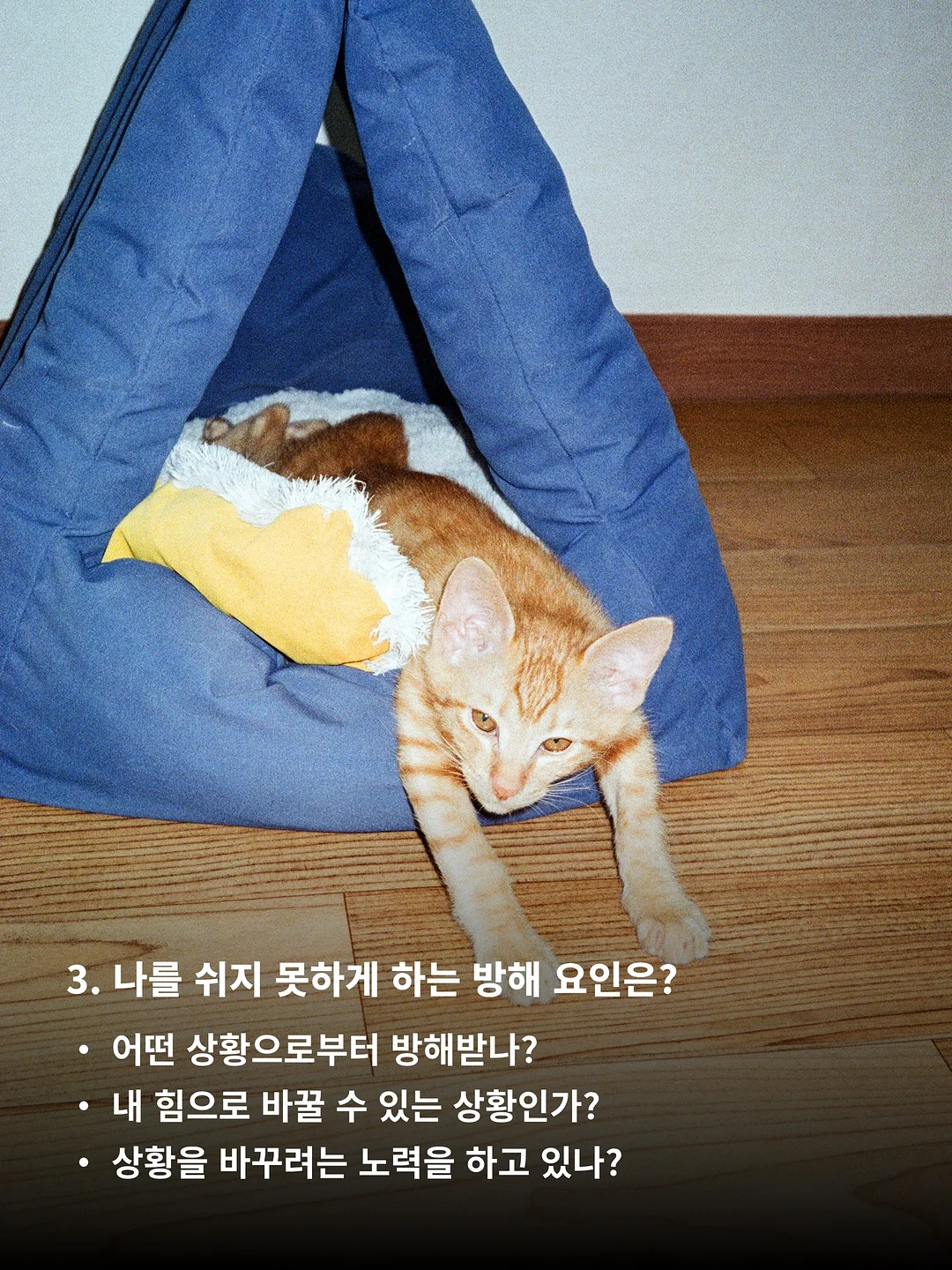 테무 꿀템 4