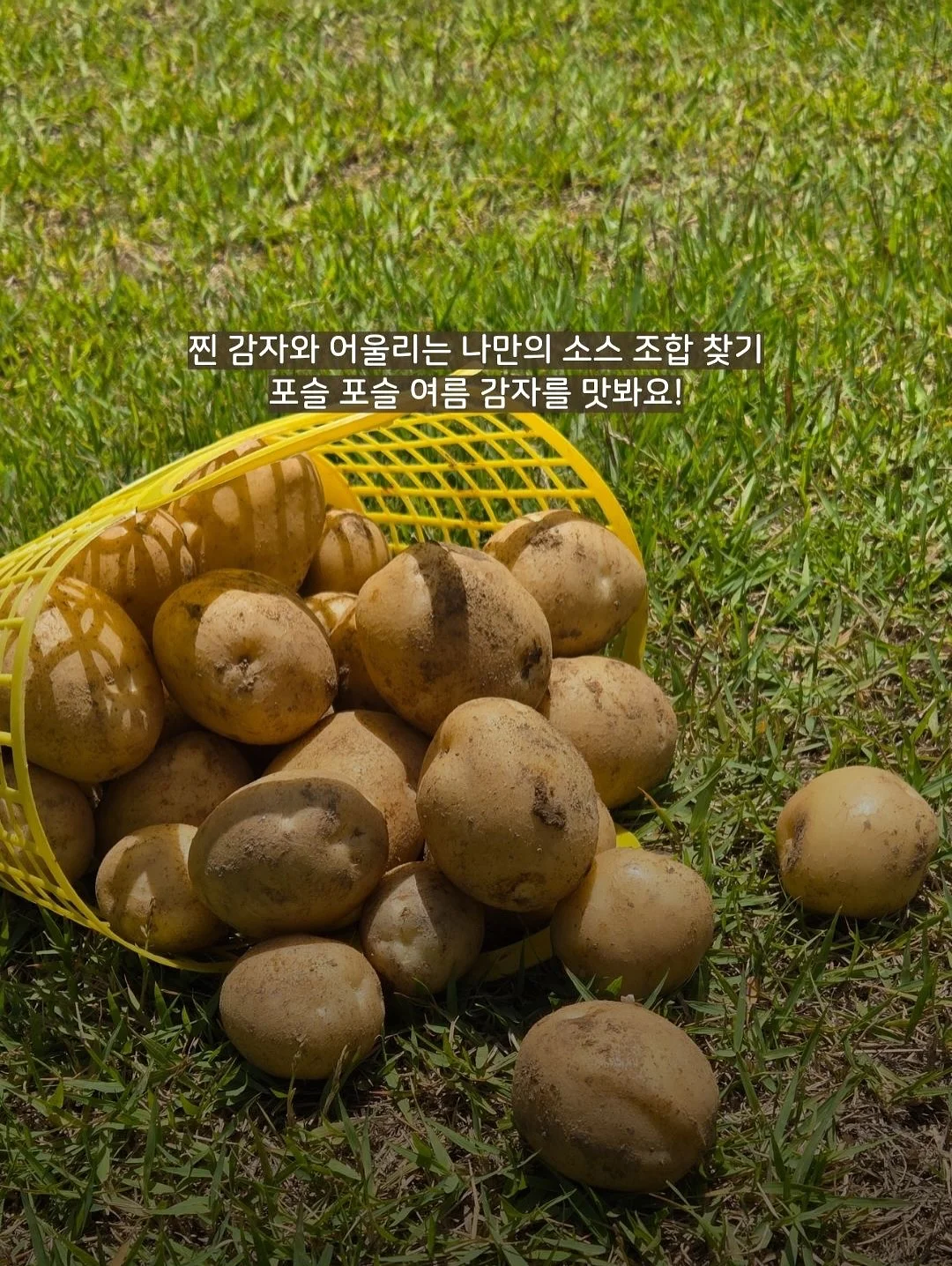 채칼 5