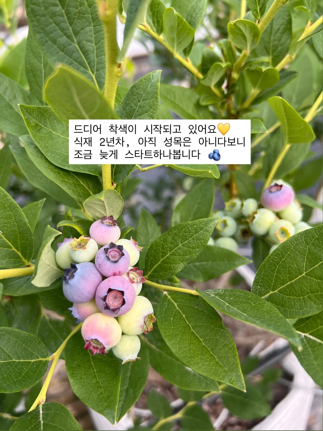 호피바지 1