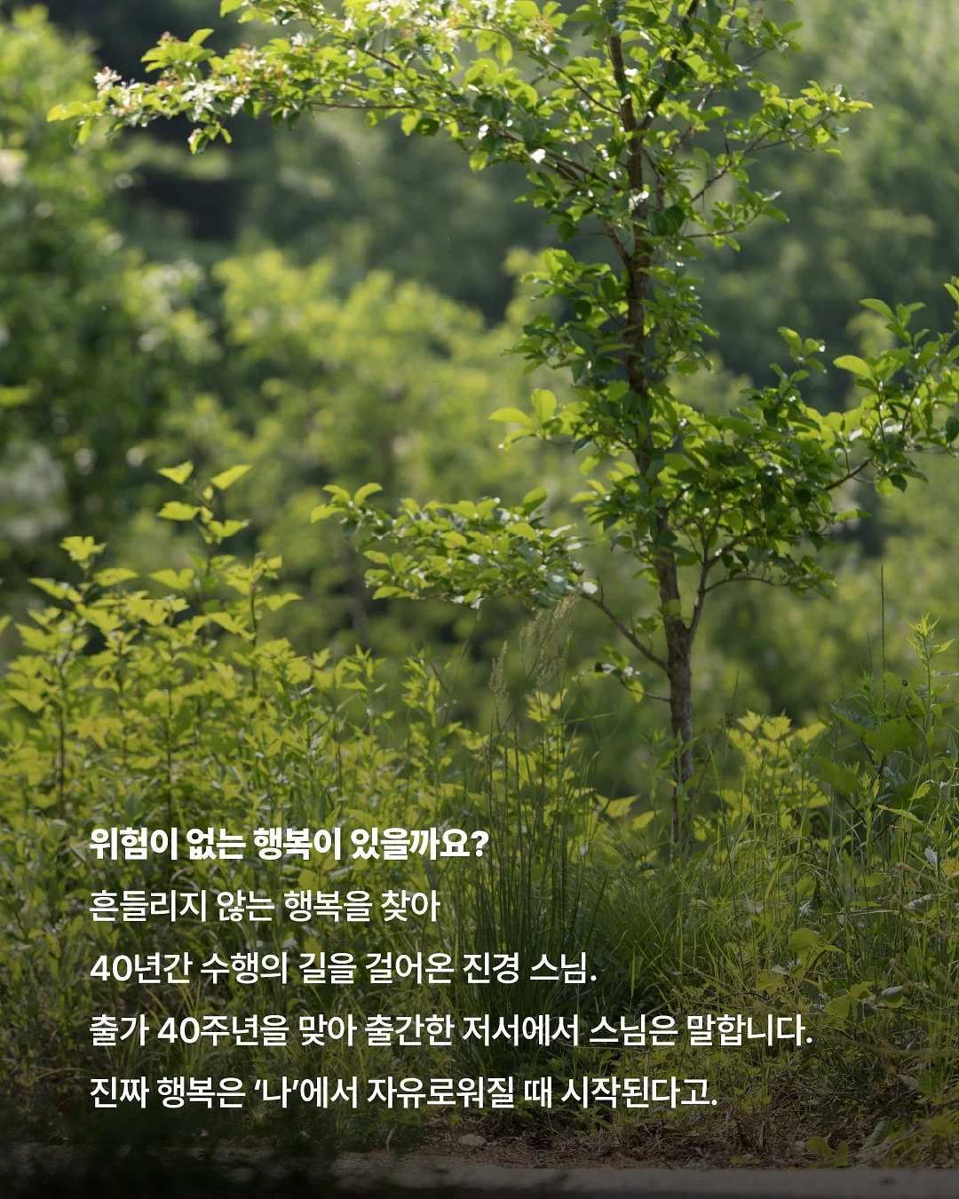 대극천 반납작 복숭아 2