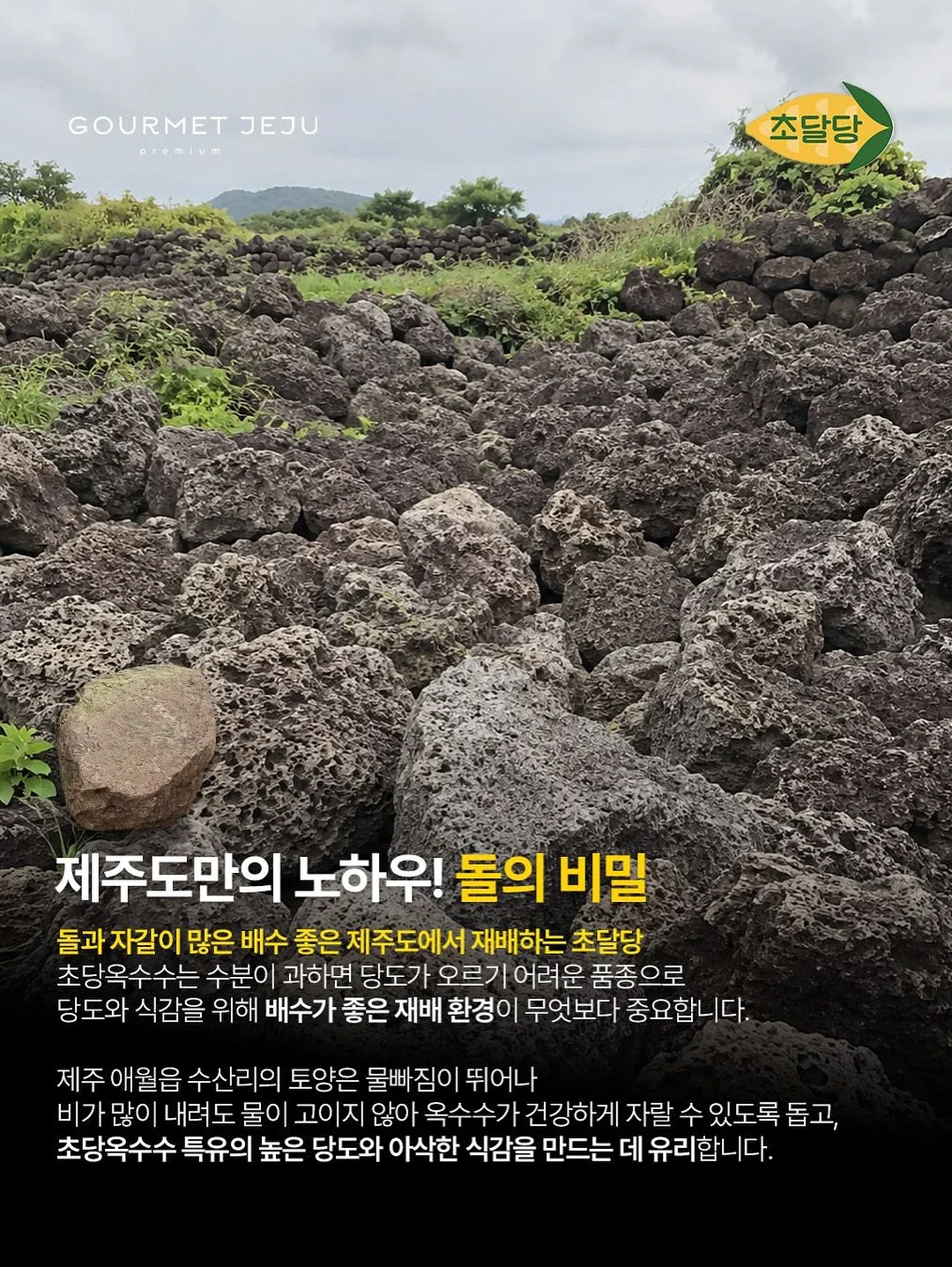 리투삭스 11