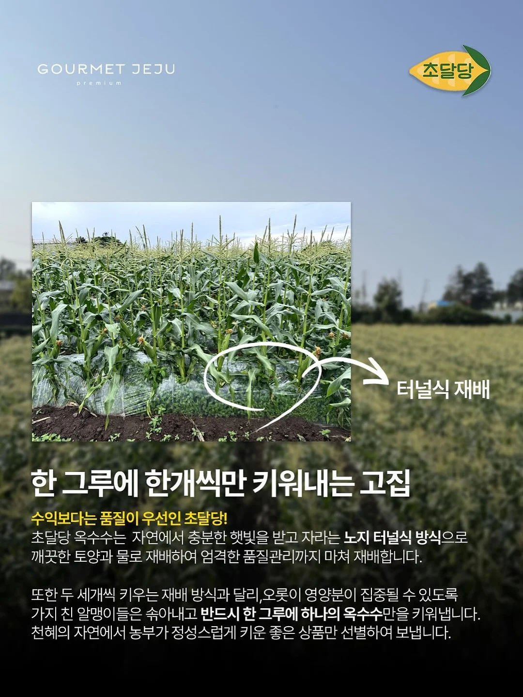 리투삭스 9