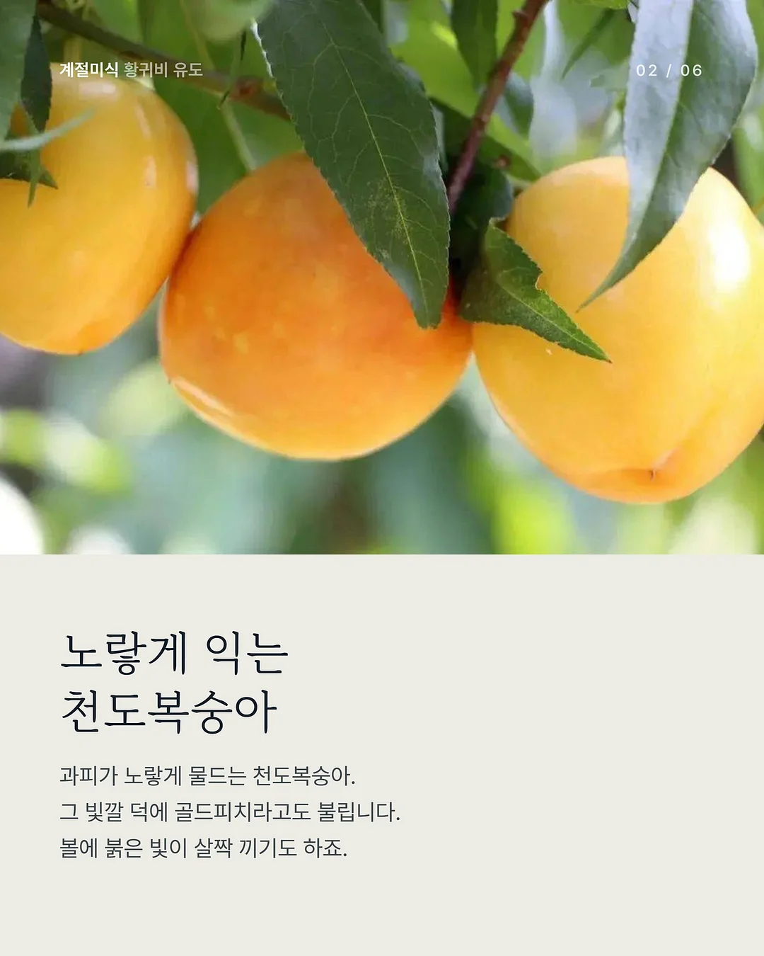 텐셀 청셔츠 2