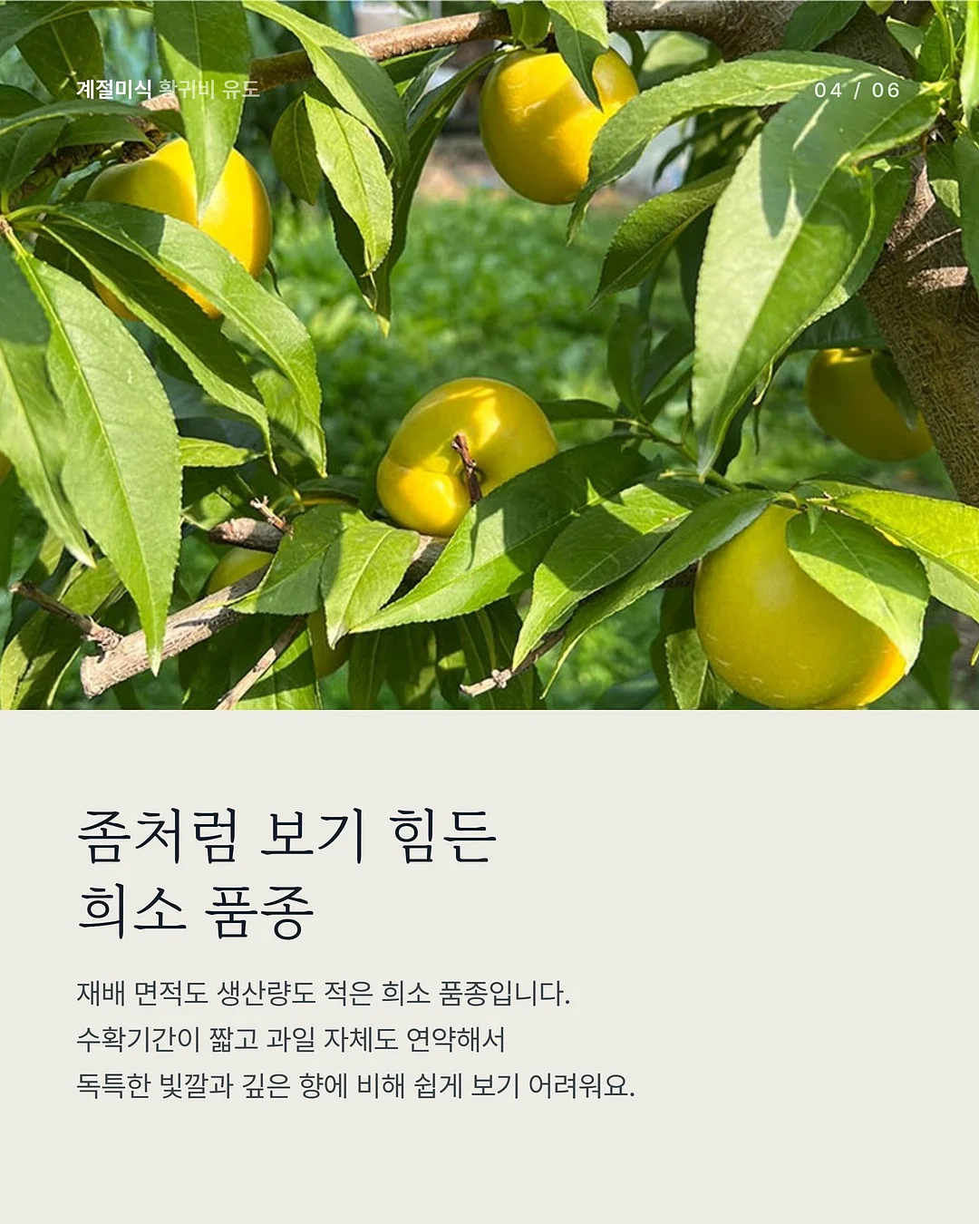 텐셀 청셔츠 4