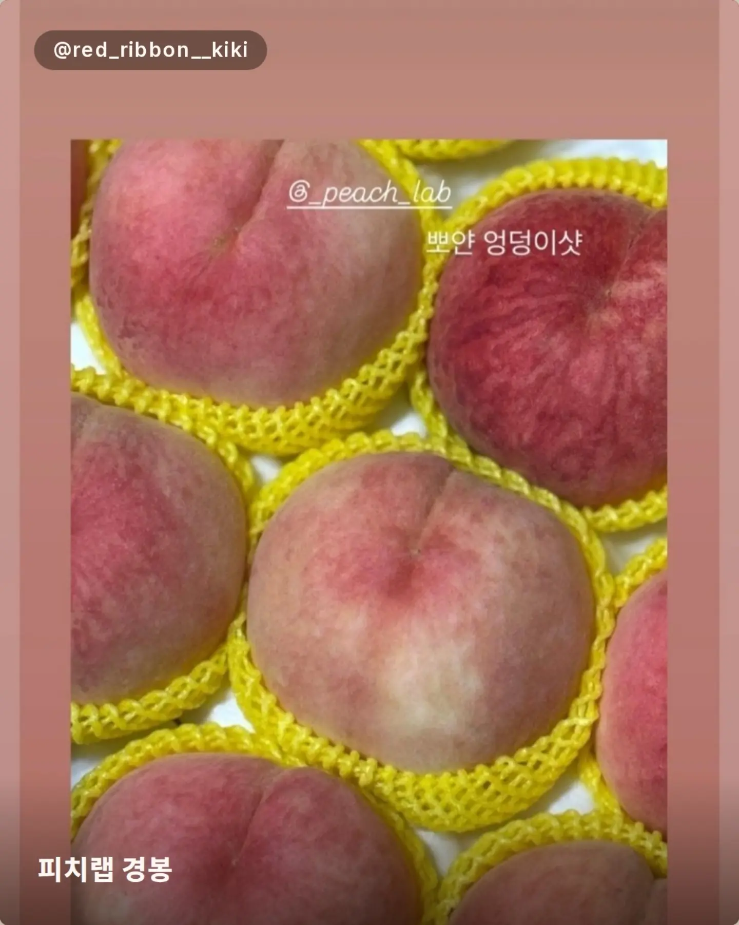 젤리립 11