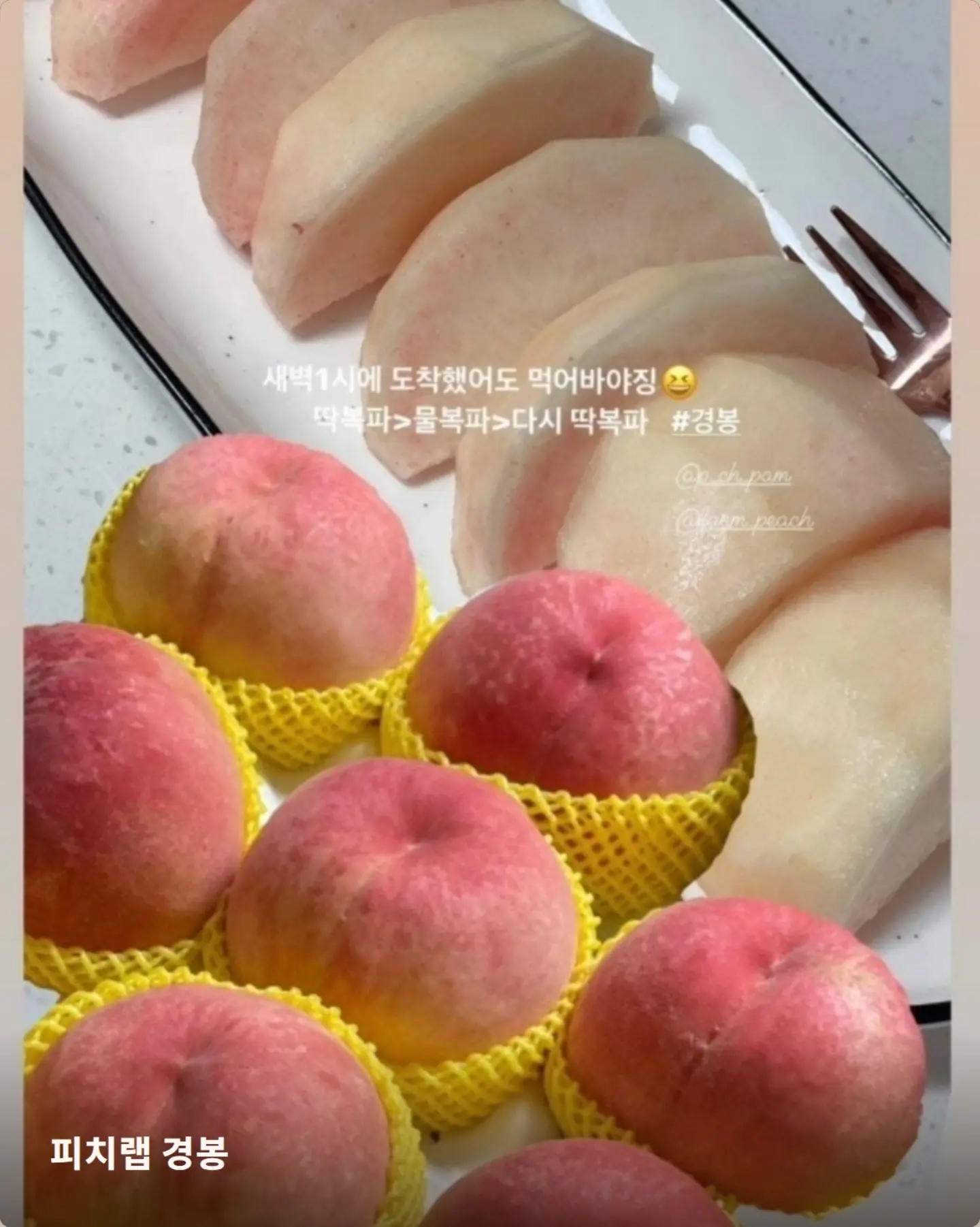 젤리립 10