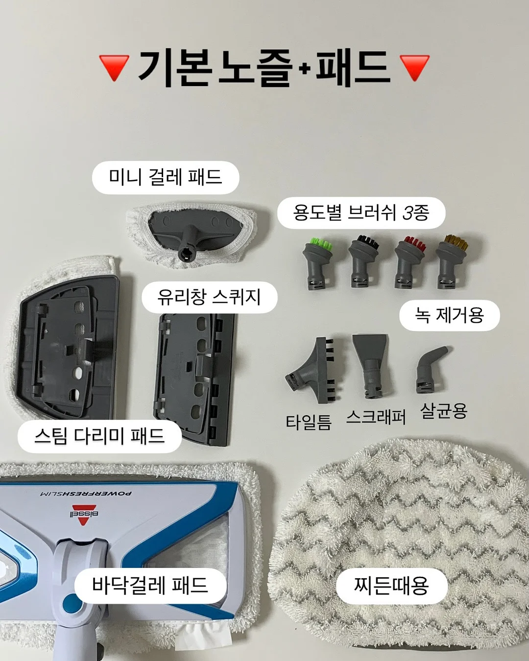 베고니아 마큘라타 5