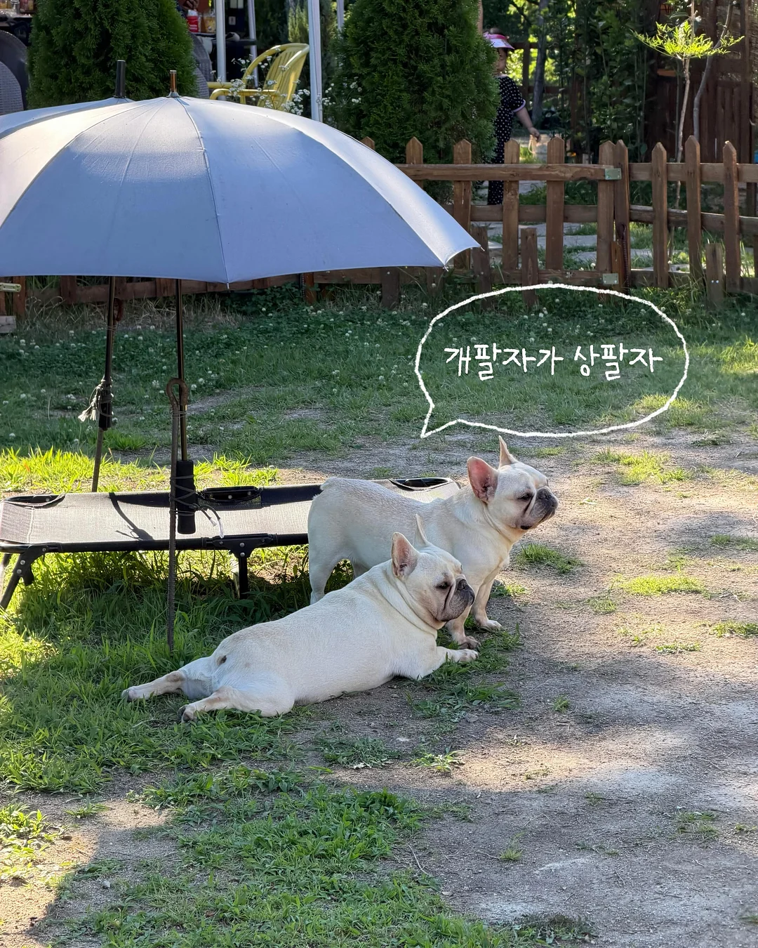 사과 커터기 8