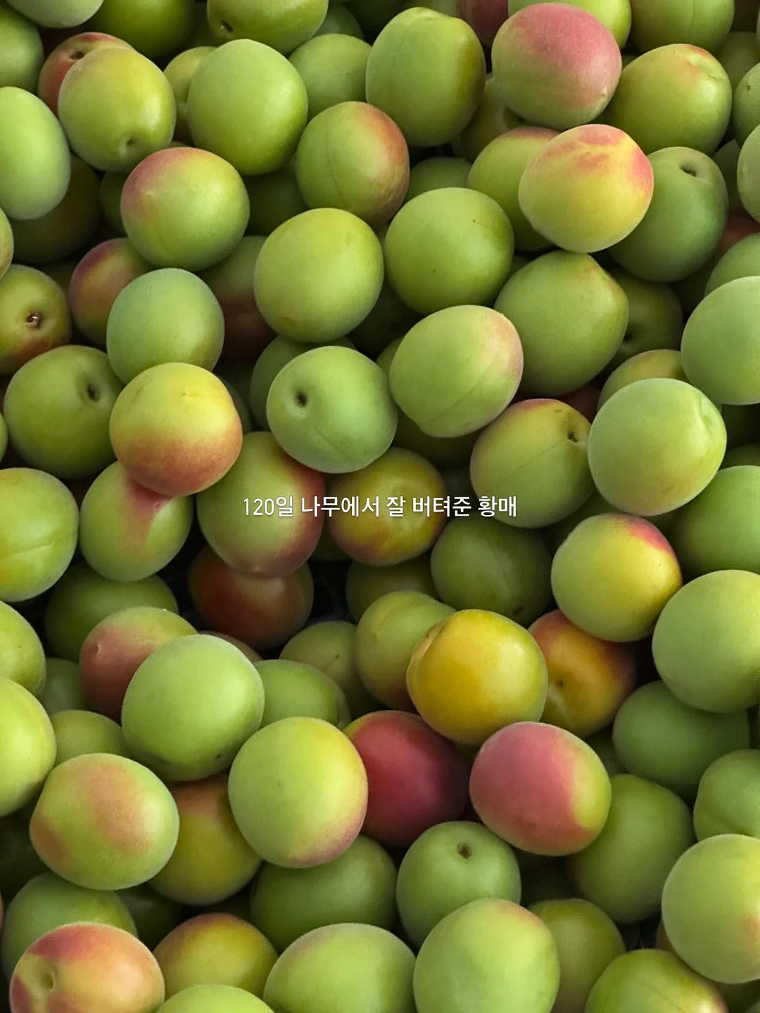 오드삭스 3