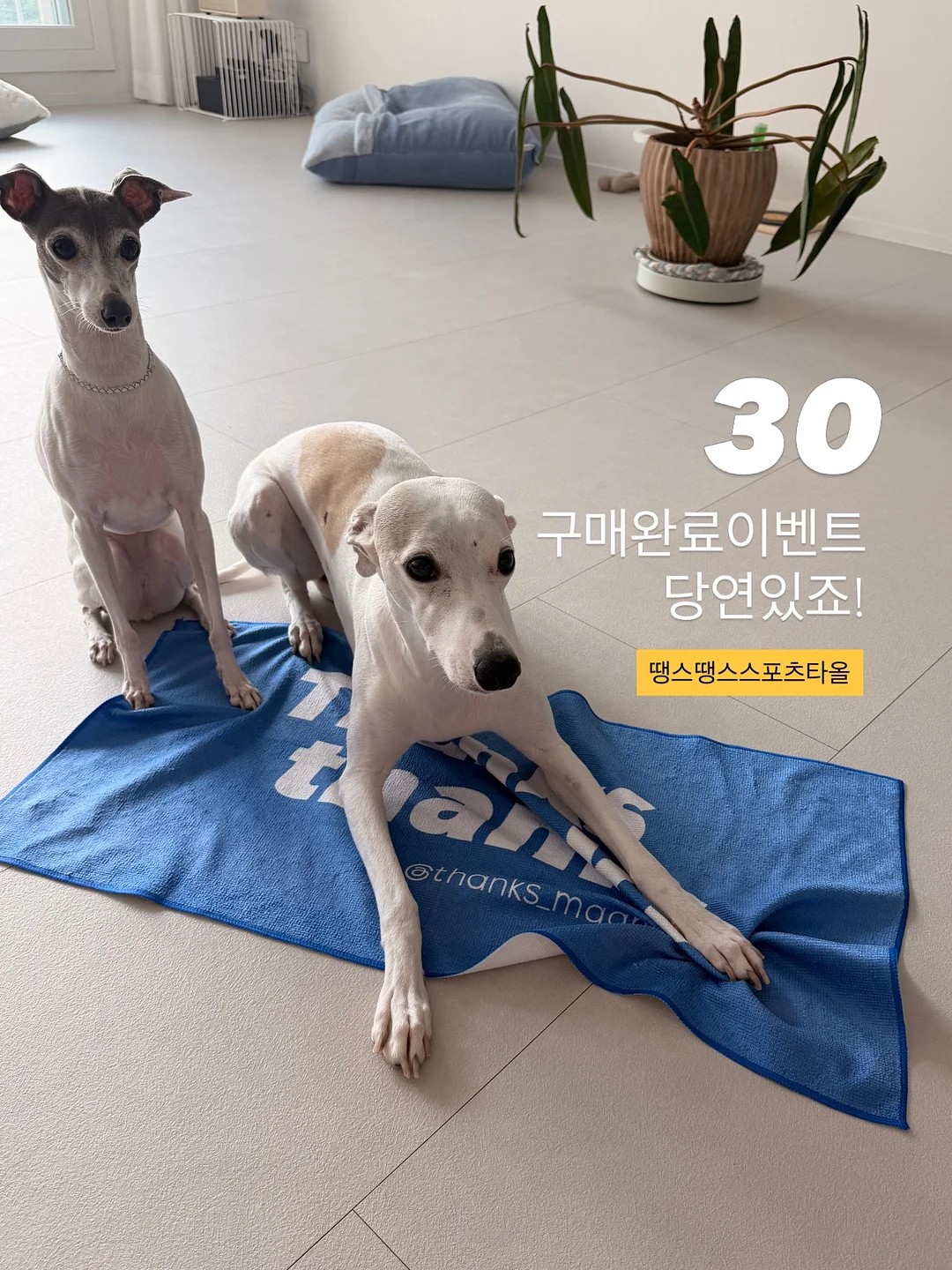 Snp 대왕패치 6