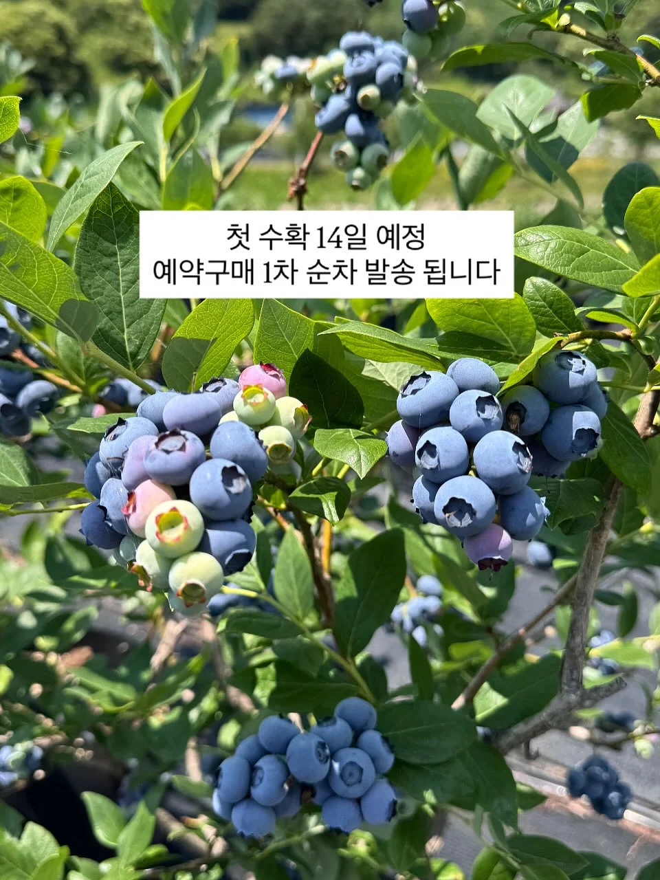 와이어 크로쉐 귀걸이 1