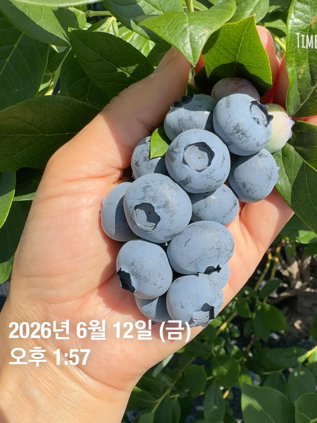 와이어 크로쉐 귀걸이 2