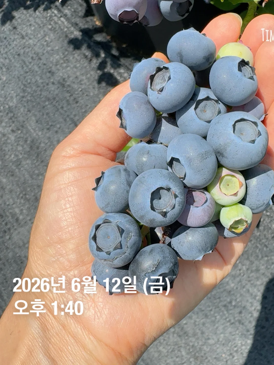 와이어 크로쉐 귀걸이 3