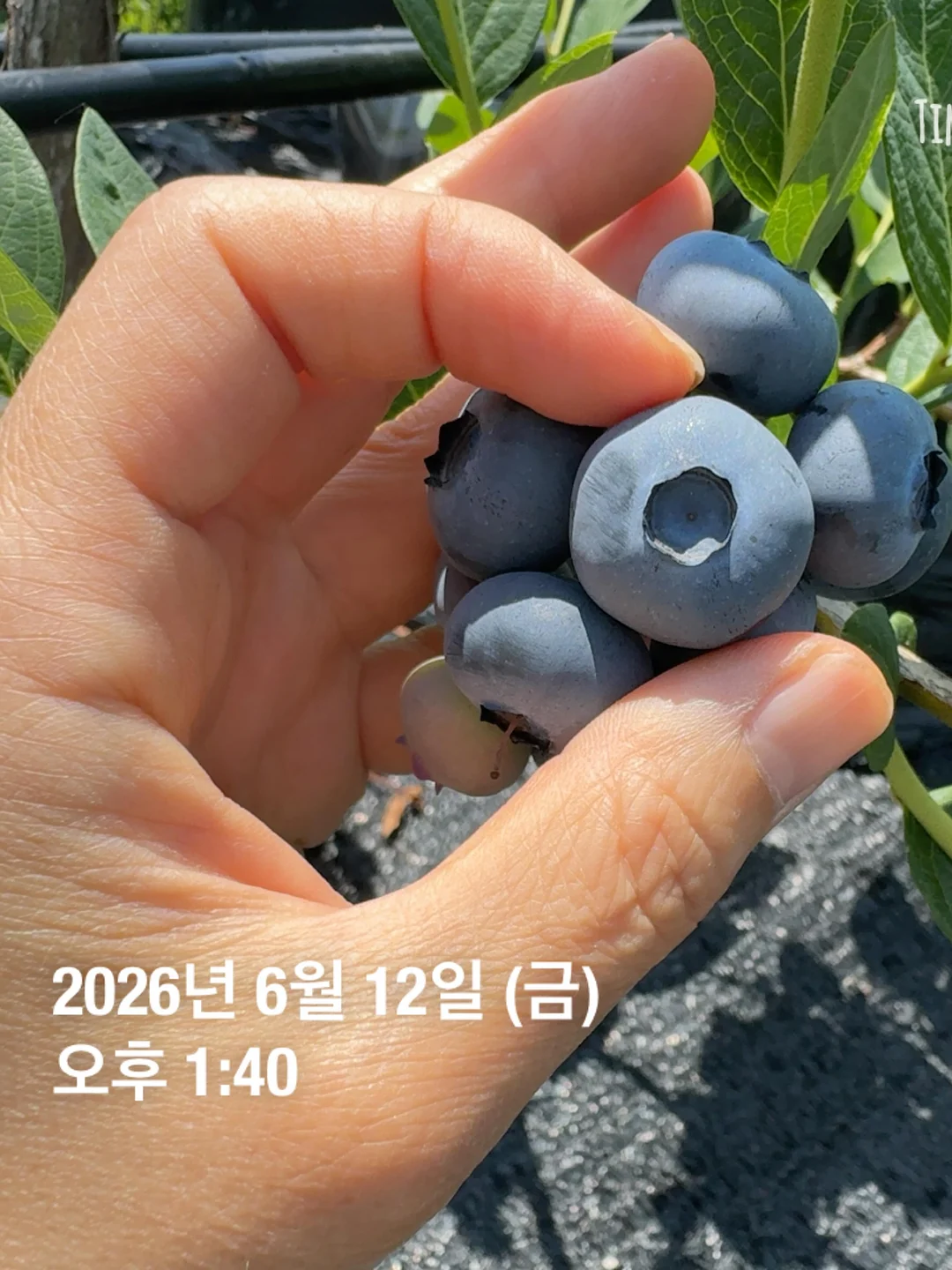 와이어 크로쉐 귀걸이 4