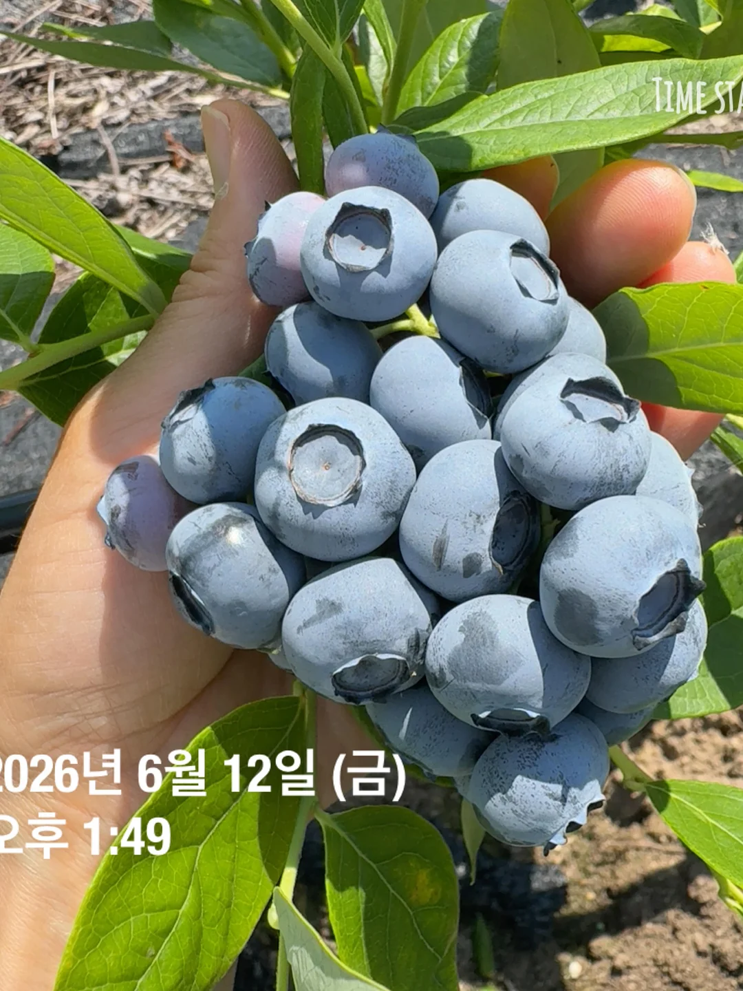 와이어 크로쉐 귀걸이 6