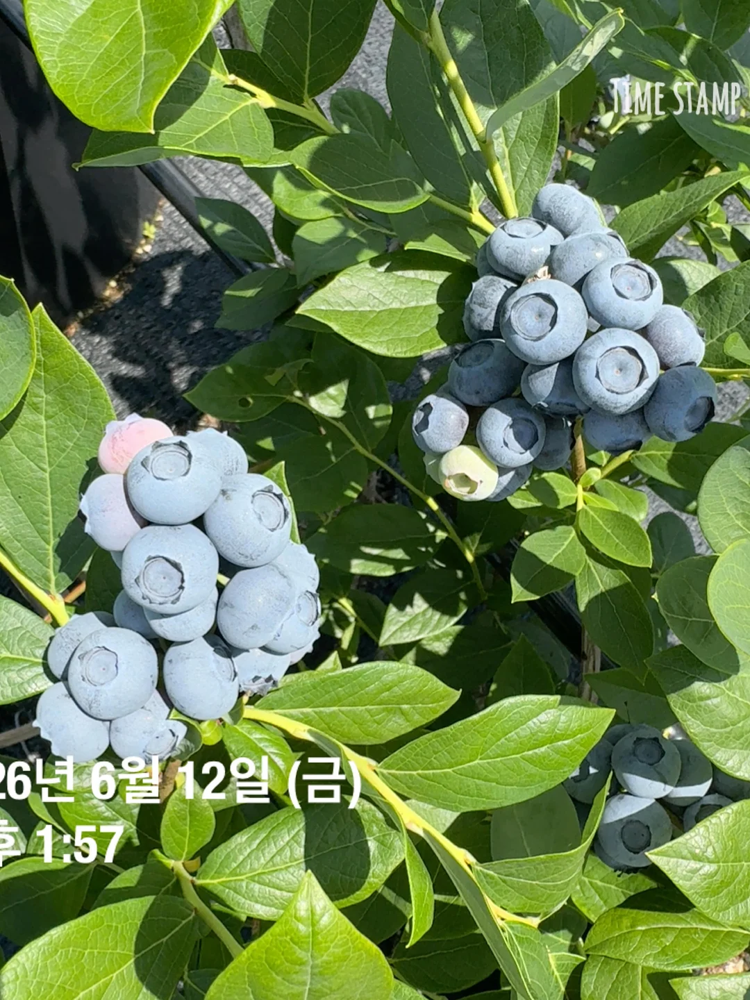 와이어 크로쉐 귀걸이 7