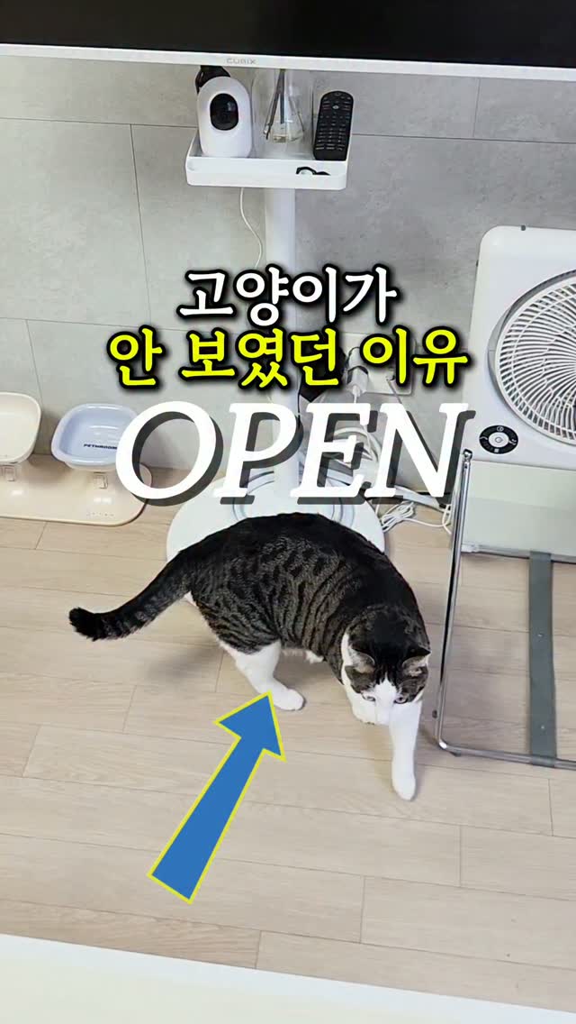 오뎅볶음