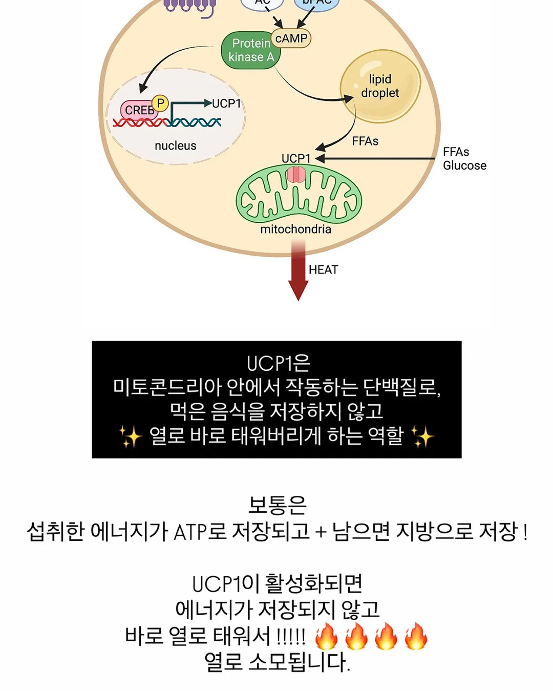 실키 스판 긴팔티 11