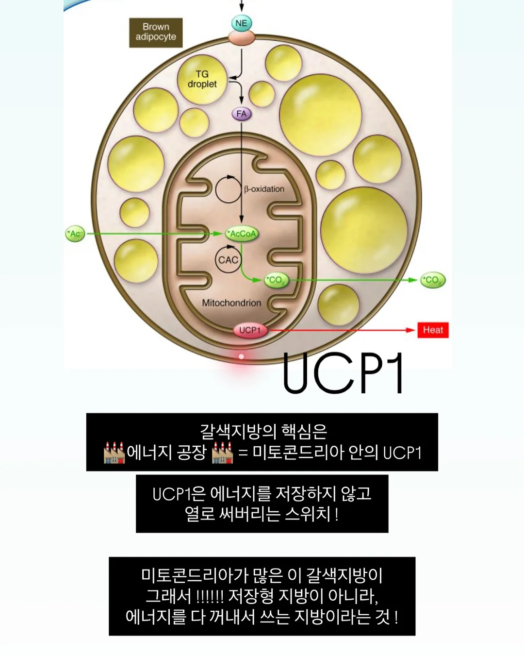 실키 스판 긴팔티 16