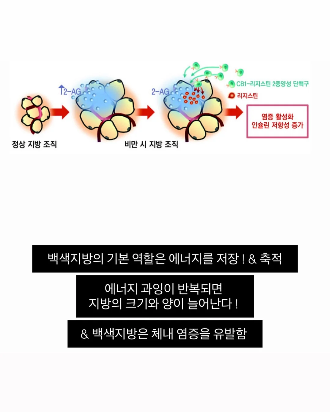 실키 스판 긴팔티 5