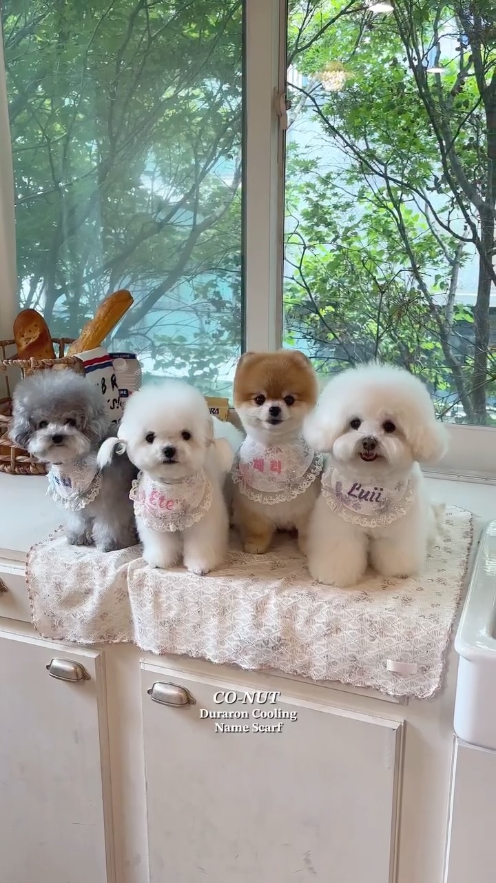 티네코 무선 청소기