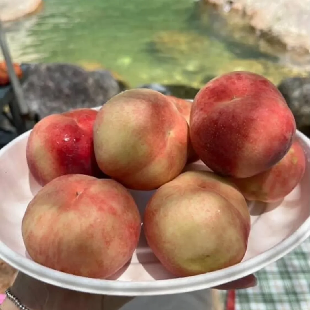 스픽 프리톡 4