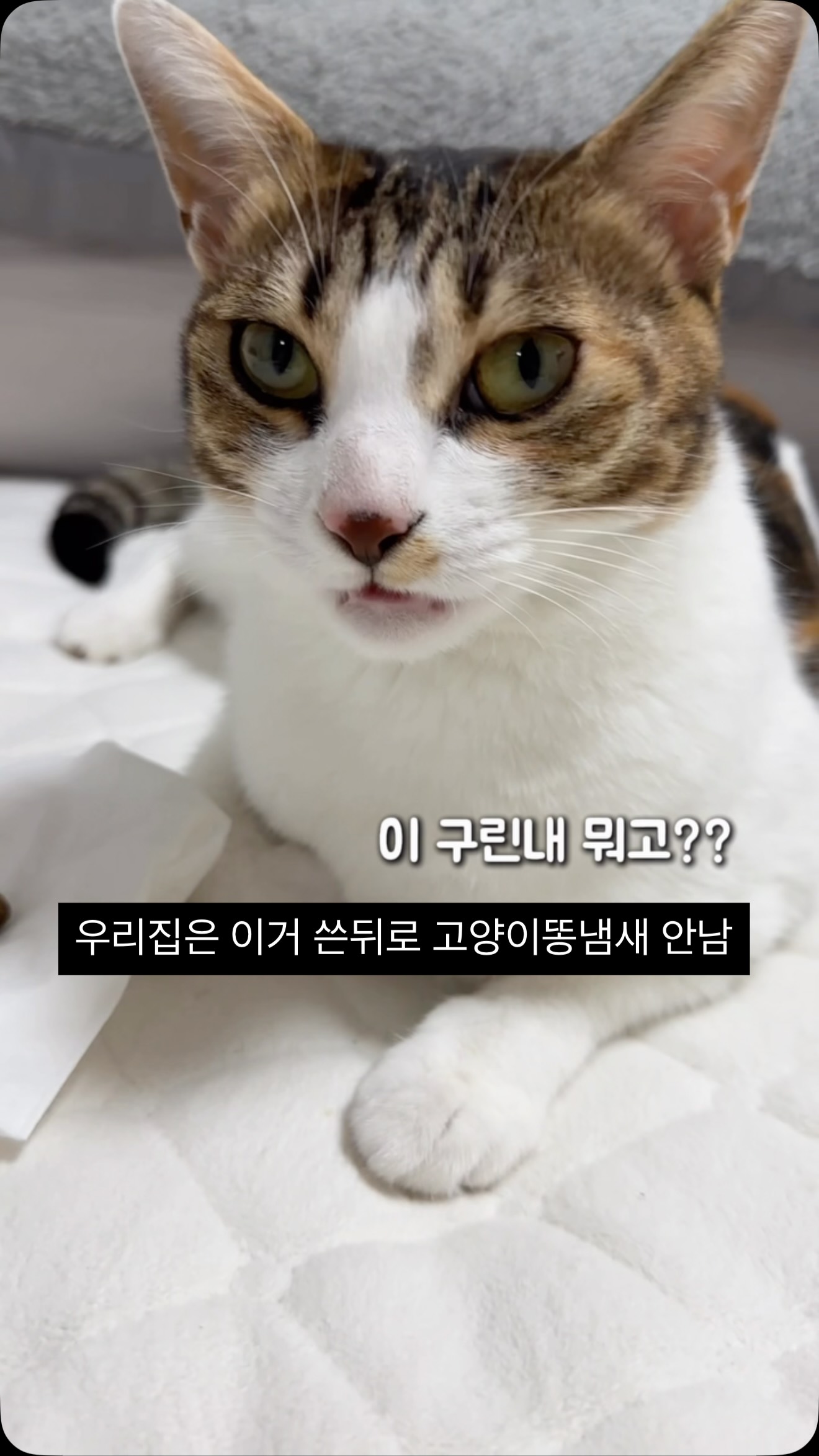 티파니꽃슈트