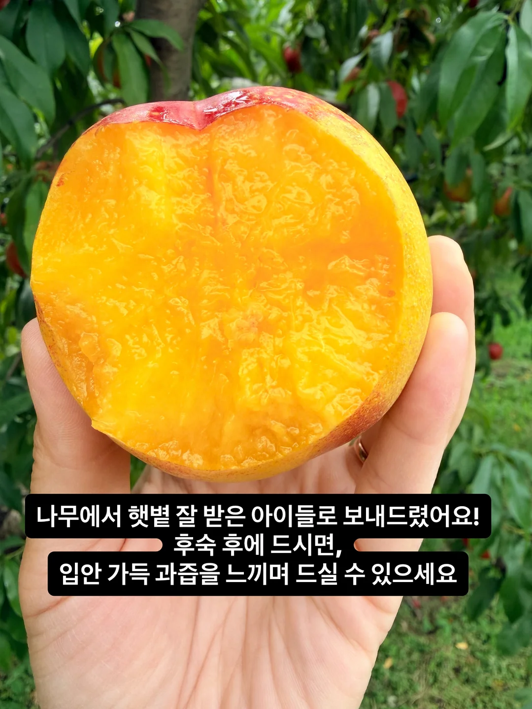 코토나 웰니스루틴 페이보릿 세트 첼시 4