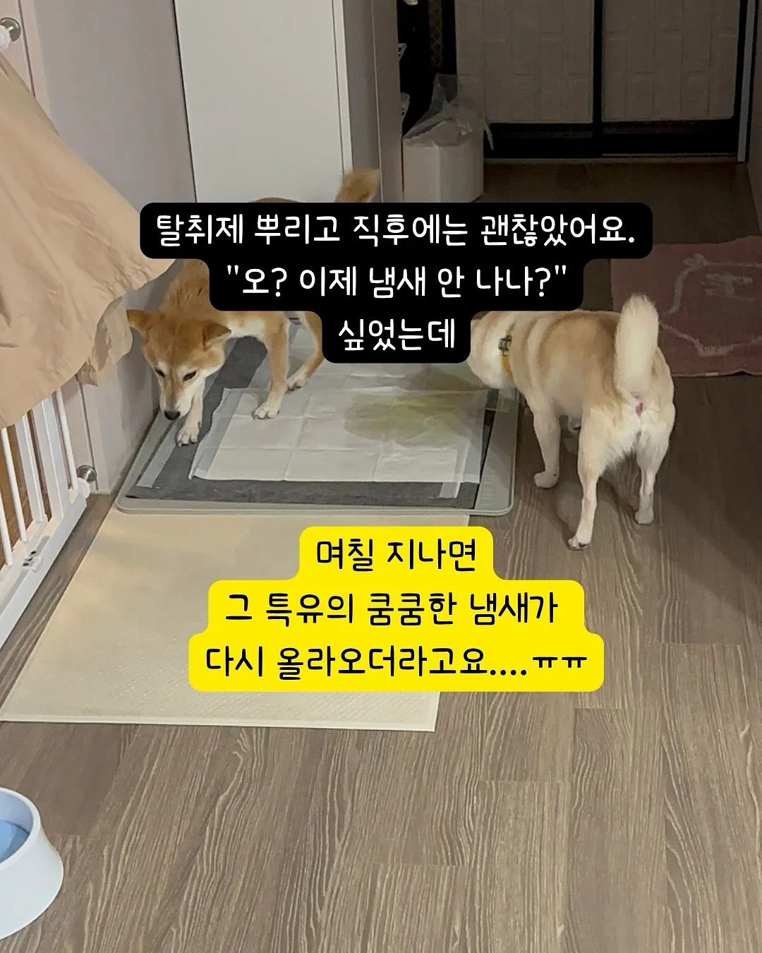 오랑쥬 비에누아 3