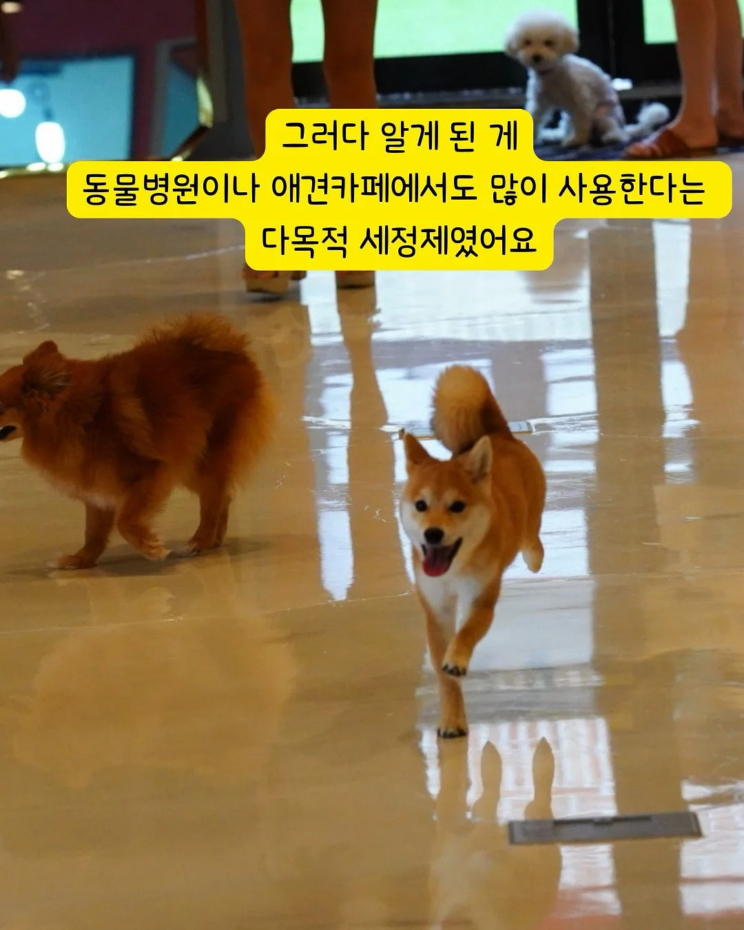 오랑쥬 비에누아 5