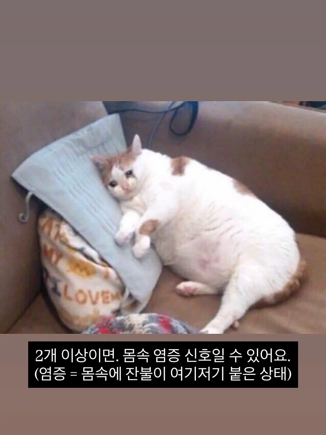 메종드코튼 2