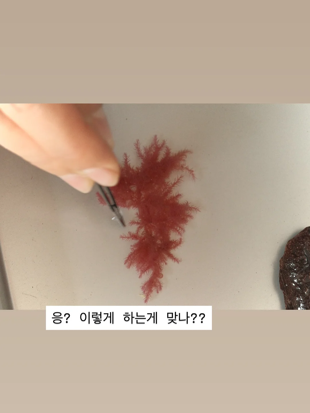 버버리 반웰 토트백 2
