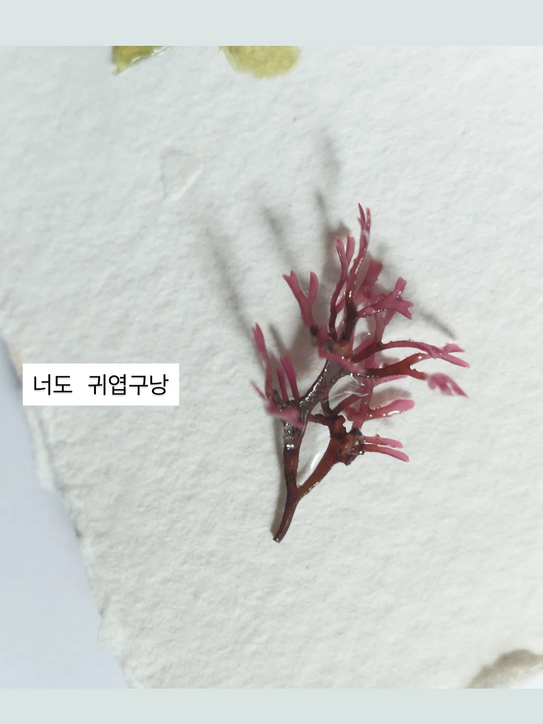 버버리 반웰 토트백 4